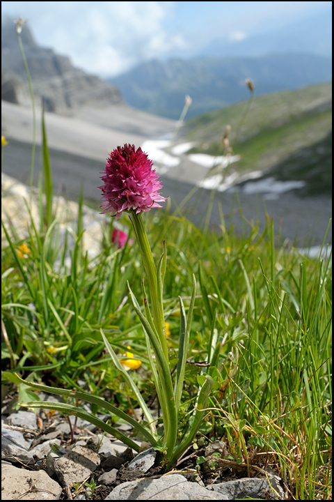 Nigritella buschmanniae / Nigritella di Adolfine Buschmann